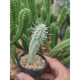 ยูโฟเบีย แมมมิลลาริสด่าง Euphorbia Mammiralis Variegata🌵🥬🌵🥬🌵🥬🌵🥬