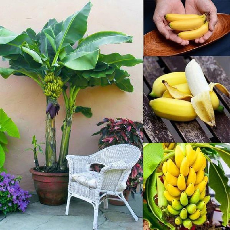 จัดส่งในพื้นที่ 50 เมล็ด เมล็ดกล้วยแคระ Dwarf Banana Seeds เมล็ดพันธุ์ กล้วยแคระ กล้วยหอมแคระ พันธุ์ไม้ผล เมล็ดบอนสี
