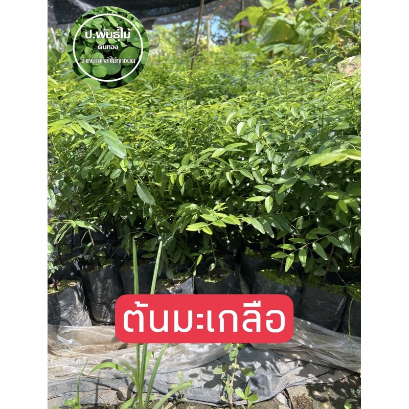 ต้นมะเกลือ เนื้อไม้สวย กล้าไม้เศรษฐกิจ 20-30 เซน เสียหายเคลมฟรี