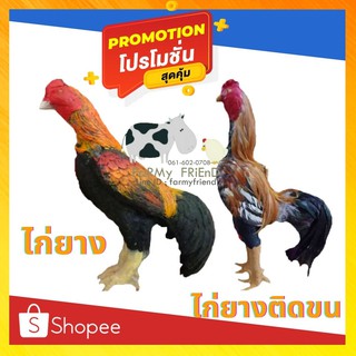 ไก่ยาง ไก่ปลอม ไก่ล่อ ไก่นวม