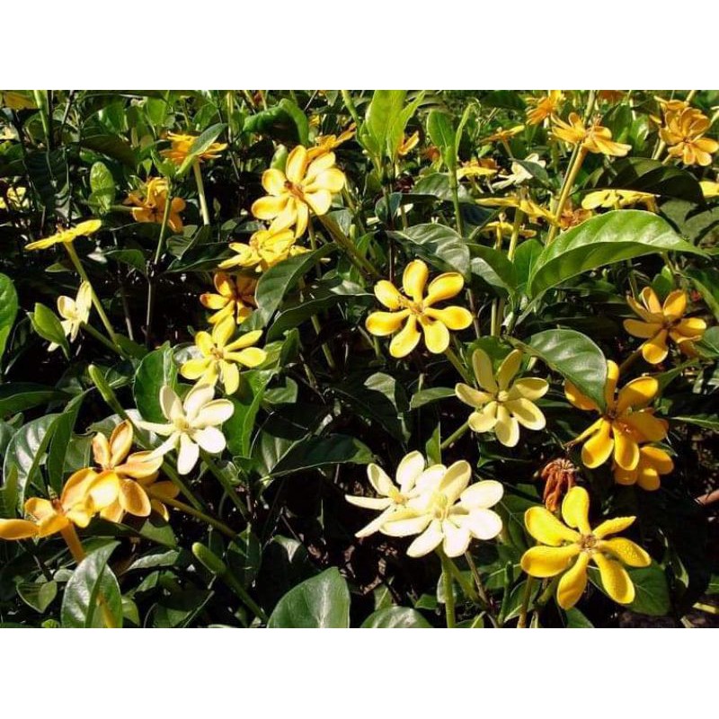 ต้นพุดน้ำบุศย์ ดอกสีเหลืองกลิ่นหอมสดชื่นหอมแรงหอมไกล  ติดดอกดก ดอกตลอดทั้งปีดอก สูง60-70ซ.ม แบบกิ่งตอน - รูปที่ 2