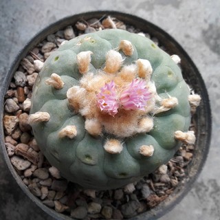 เมล็ดกระบองเพชร สายพันธุ์ โลโฟฟริชิไอ Lophophora fricii