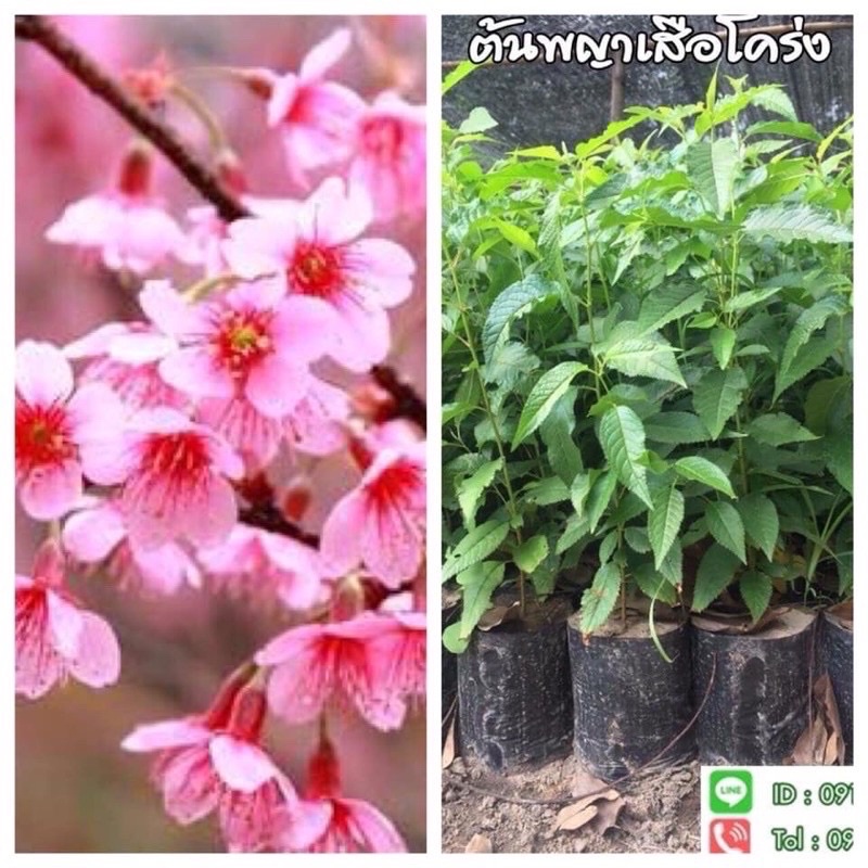 ต้นนางพญาเสือโคร่ง🌸✔️ สินค้าขายดี✔️ ต้นซากุระเมืองไทย ขนาด 10-15 เซนติเมตร ‼️หากเสียหายเครมฟรี ไม่มีค่าใช้จ่าย‼️