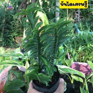 🪴บันไดเศรษฐี🪴ว่านตีนตะขาบ ไม้มงคล ไม้ฟอกอากาศ ขายพร้อมถุงชำ ต้นหลายกิ่ง พร้อมปลูก