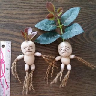 mandrake baby harry potter