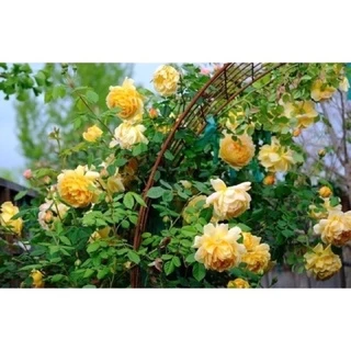 กุหลาบเลื้อยดอกสีเหลือง (Golden Celebration)