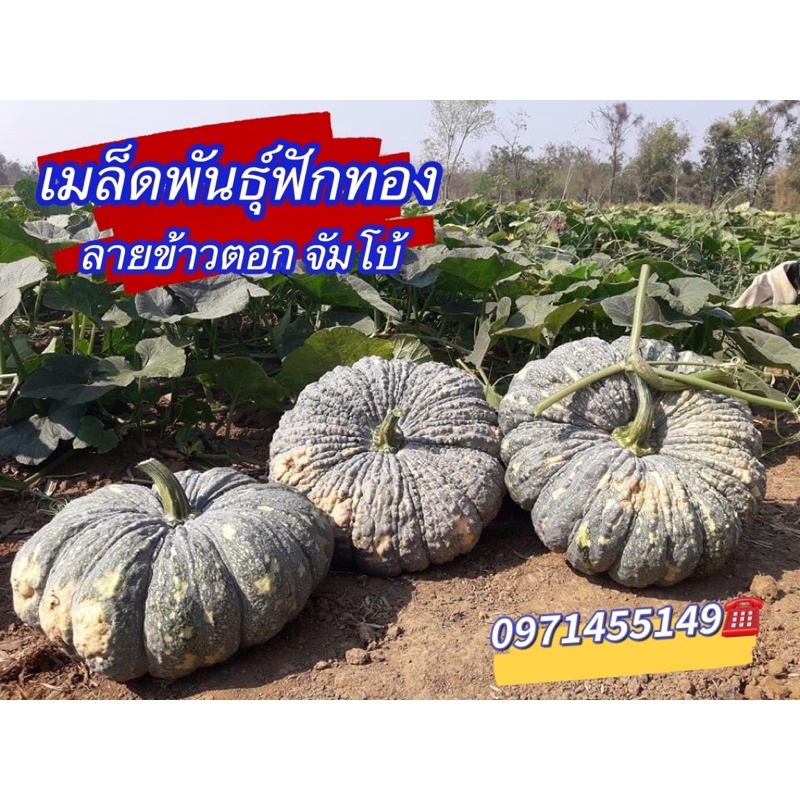 เมล็ดพันธุ์ฟักทองลายข้าวตอก จัมโบ้ เกรด A (บรรจุ30-40เมล็ดลูกใหญ่ ให้ผลผลิตดี น้ำหนัก3-5 กิโลต่อผล ป