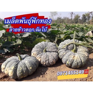 เมล็ดพันธุ์ฟักทองลายข้าวตอก จัมโบ้ เกรด A (บรรจุ30-40เมล็ดลูกใหญ่ ให้ผลผลิตดี น้ำหนัก3-5 กิโลต่อผล ปลูกง่าย