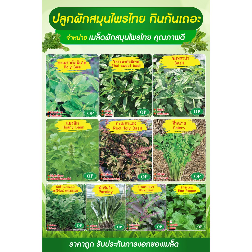 เมล็ดพันธุ์ กะเพรา โหระพา แมงลัก กะเพราป่า กะเพราม่วง คื่นฉ่าย ผักชี ผักชีฝรั่ง สาระแหน่ ภูเขาทอง
