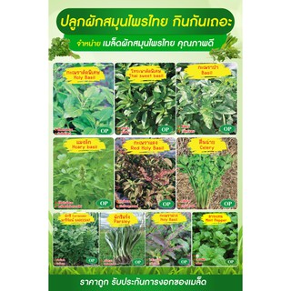 เมล็ดพันธุ์สมุนไพร กะเพรา โหระพา แมงลัก กะเพราป่า กะเพราม่วง คื่นฉ่าย ผักชี ผักชีฝรั่ง สาระแหน่ ภูเขาทอง