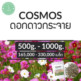 (พร้อมส่ง🌼) 165,000+ เมล็ดพันธุ์ สุดคุ้ม ดาวกระจายเซนเซชั่น ดอกคอสมอส Sensation Cosmos Flower พันธุ์แท้ OP นำเข้า