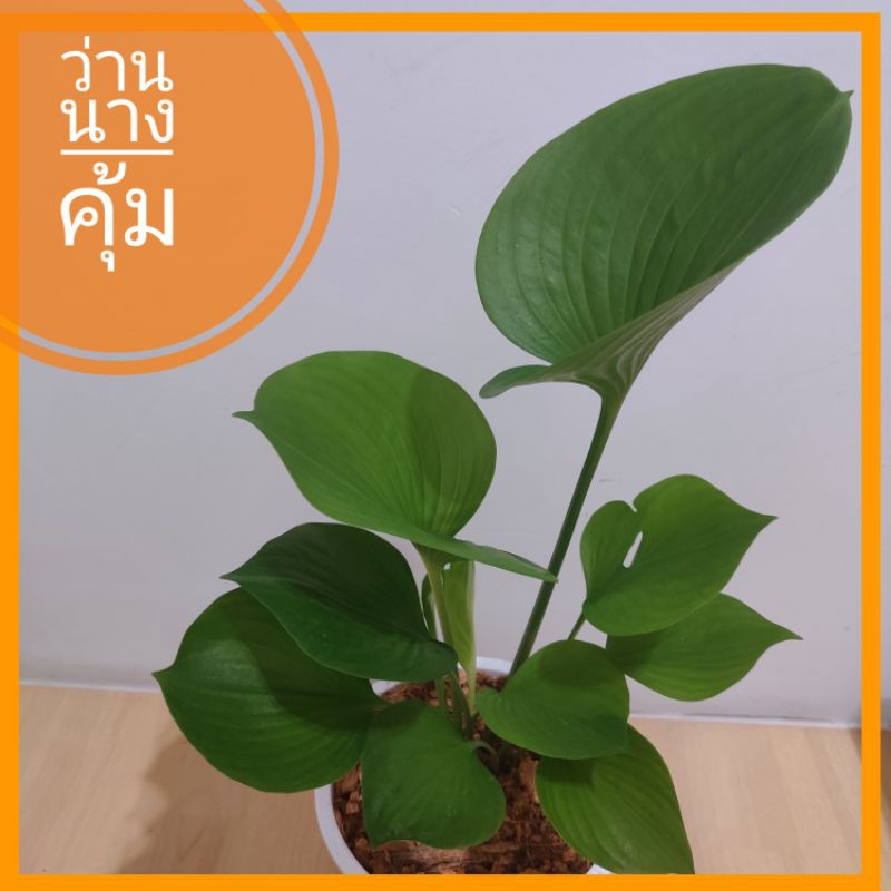 ว่านนางคุ้ม กระถางขาว 8 นิ้ว+จานรอง ไม้มงคล แต่งบ้าน เสริมดวง บารมี คุ้มครอง แคล้วคลาด ไม้ประดับ