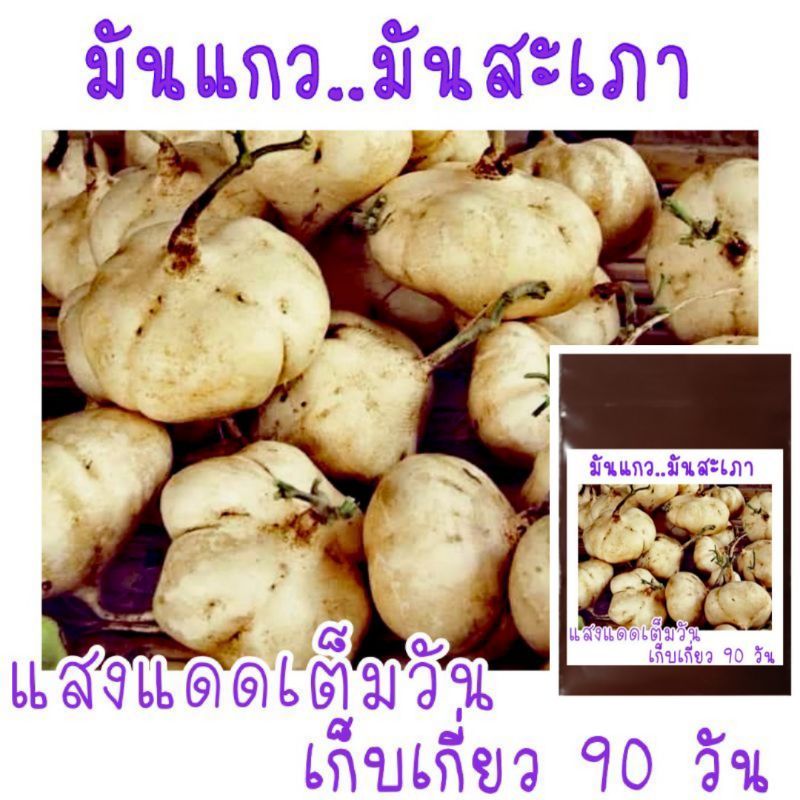 เมล็ด​พันธุ์​ มันแกว​ มันสะเภา​ มันตะเภา​ 30​ เมล็ด​