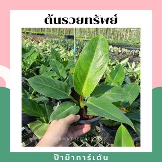 ต้นรวยทรัพย์ กระถาง 5-11 นิ้ว ต้นไม้มงคล