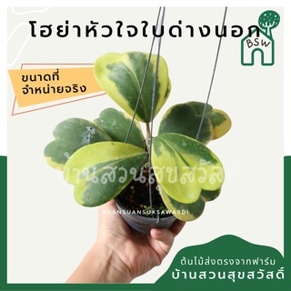 โฮย่าหัวใจ หัวใจทศกันต์ ใบด่างนอก ขนาด 4-6 ใบ มาในกระถางพร้อมลวดแขวน