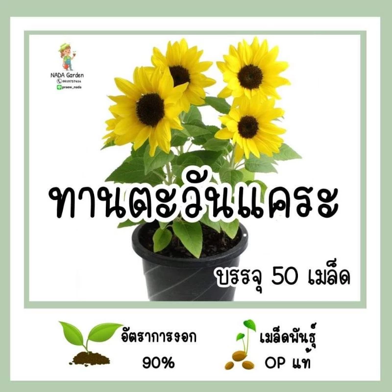 เมล็ดพันธุ์ ทานตะวันแคระ 50เมล็ด (Dwarf sunflower 50 seed)