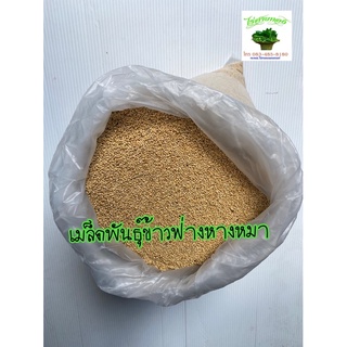 เมล็ดพันธุ์ข้าวฟ่างหางหมา foxtail millet ขนาด 35 กรัม  สำหรับปลูก