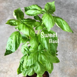 ตันโหระพาฝรั่ง Sweet Basil ขนาดกระถาง 6 นิ้ว