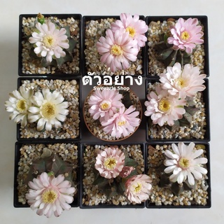 ซื้อ1แถม1 !! กระบองเพชร (Cactus) ยิมโน (Gymnocalycium) ลุ้นสีดอก ขนาดกระถาง 2-3.5 นิ้ว จัดส่งทั้งกระถาง