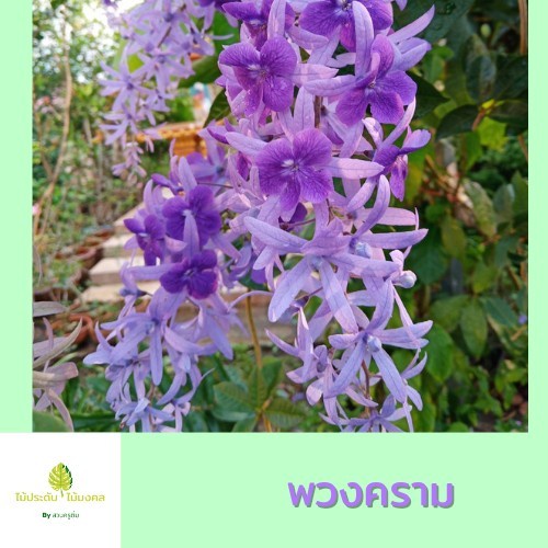 ต้นพวงครามออสเตรเลีย​(ดอกสีม่วง)ไม้เลื้อยประดับรั้ว เพิ่มมูลค่ารั้วธรรมดาให้น่าสนใจ