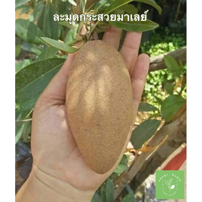 ( พร้อมส่ง ‼️ ) ต้นกล้าละมุดกระสวยมาเลย์ แบบเพาะเมล็ด รสชาติหวาน ผลดก ปลูกง่าย โตเร็ว 🚚🌳