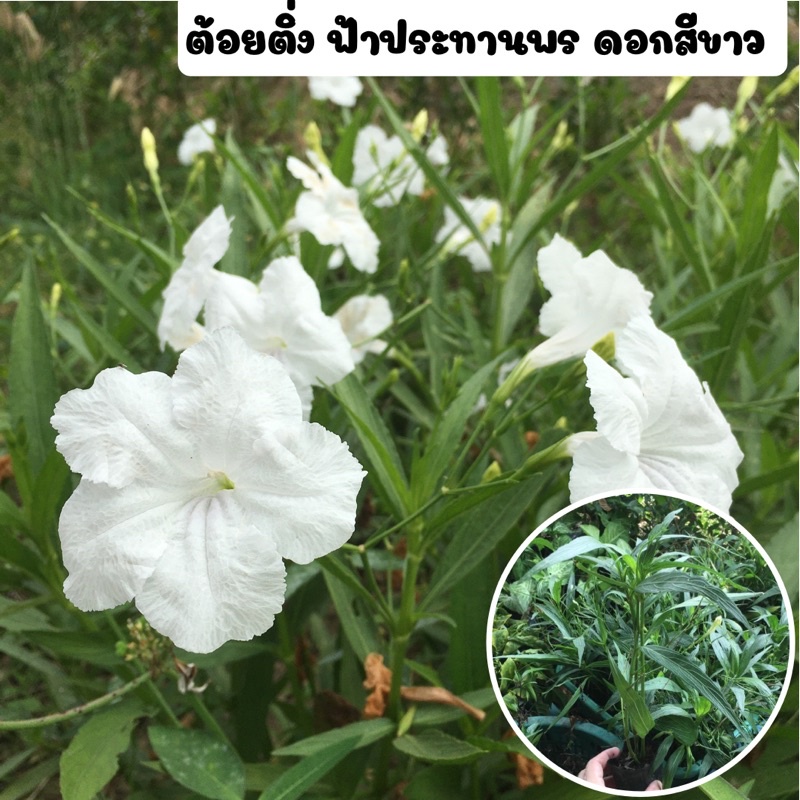 ต้อยติ่ง ฟ้าประทานพร ต้อยติ่งฝรั่ง ต้นต้อยติ่งหรือฟ้าประทานพร พร้อมถุงชำ ดอกสีขาว รากเต็มพร้อมปลูก