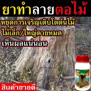 (เห็นผล100%)สารกำจัดตอไม้ ขนาด 1 ขวด รับประกันคุณภาพ ยาทำลายตอไม้ ยาฆ่าตอไม้ ยาป้ายตอไม้ ยากำจัดตอไม้