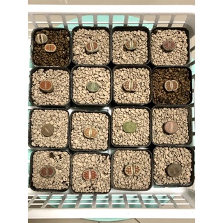 ไลทอป #Lithops ขนาด 2 cm++ (ทักแชทเลือกต้น)