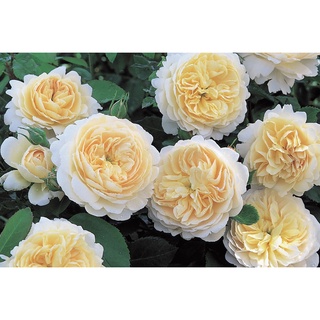 30 เมล็ด เมล็ดพันธุ์ กุหลาบ พันธุ์ Crocus Rose Seeds ดอกใหญ่ นำเข้าจากต่างประเทศ จัดส่งพร้อมคู่มือ