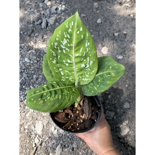 ดีฟเฟนบาเกีย รีเฟคเตอร์(Dieffenbachia Reflector)