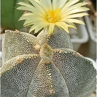 Astrophytum แอสโตรไฟตัมคละสายพันธุ์ขนาด 5 cm เปลือยรากพร้อมชุดทดลองกราฟตอบลู