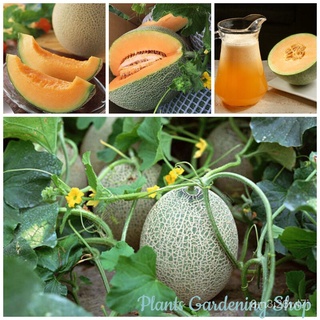 （เมล็ดพันธุ์ ถูก คละ）เมล็ดพันธุ์ แคนตาลูป Sweet Hami Melon Seeds Cantaloupe Fruit Seeds บรรจุ 100 เมล็ด เมล่อนแค็ CHIK