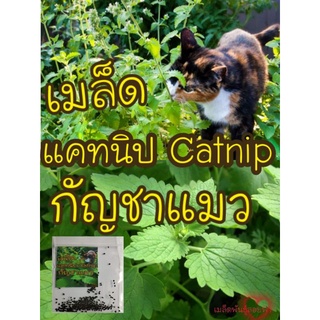 เมล็ดพันธุ์ แคทนิป กัญชาแมว  100 เมล็ด Catnip Seed เมล็ดแท้นำเข้า