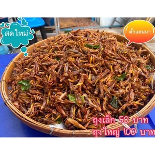 ตั๊กแตนนาทอด (ตั๊กแตนตัวเล็กๆ ทานได้ทั้งตัว) แมลงทอดซู่ซ่า ทอดตามออเดอร์ สดใหม่ทุกวัน