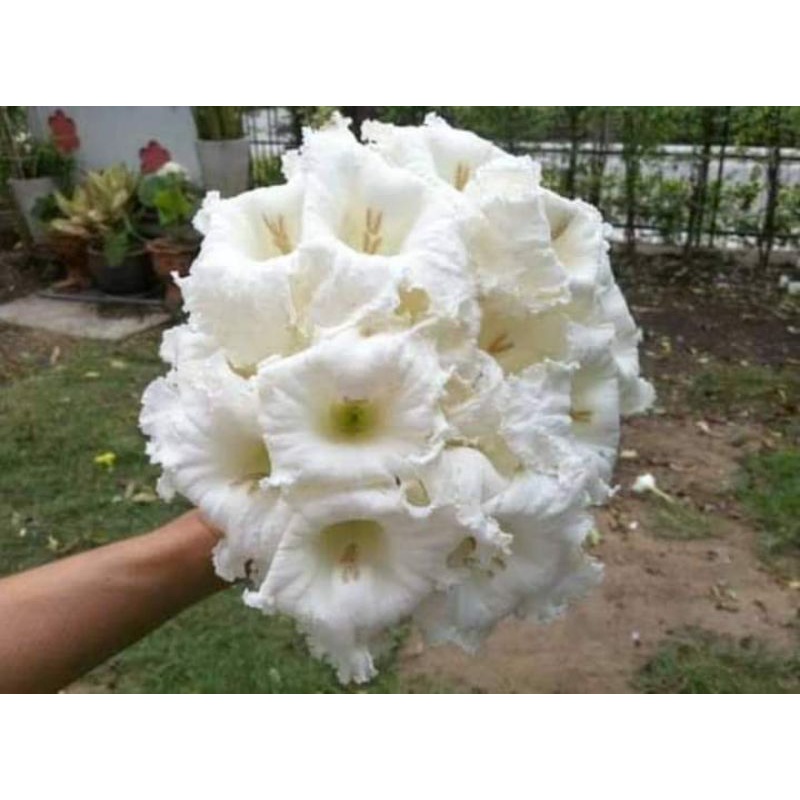 🌴ต้นแคนา 🌴ถุงดำพร้อมปลูกต้นกล้าแข็งแรง - รูปที่ 3