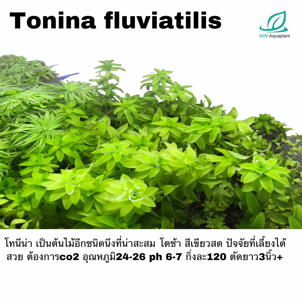 Tonina fluviatilis 3 กิ่ง 240 (ราคาพิเศษ กิ่งละ 80 ปกติกิ่งละ 120) ต้นไม้น้ำ ต้นไม้ปลูกในตู้ปลา ไม้น