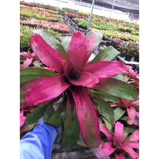 Neo LeeLa3 เต็มฟอร์ม แล้ว-สับประรดสี #bromeliad# ต้นไม้สวยงาม# ไม้ประดับ# ตกแต่งสวน# ปลูกตกแต่งบ้าน