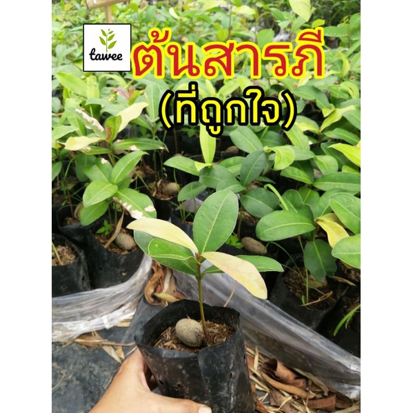 ต้นสารภี​ (ที่​ถูก​ใจ)​ สารภี​ ต้นไม้​ป่าต้นไม้​หายาก​