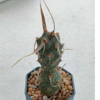 Cake Cactus Farm กระบองเพชร Opuntia articulatus โอพันเทีย หนามกระดาษ พันธุ์หนามยาว