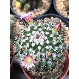 แมมโฉมสกาว/แมมคาร์วินสเกียนา Mammillaria karwinskiana  กระถาง 2 นิ้ว