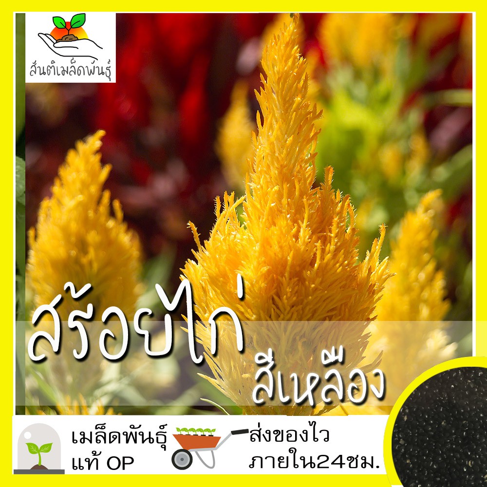 เมล็ดพันธุ์ สร้อยไก่ สีเหลือง 200 เมล็ด Celosia Plumosa Seed เมล็ดพันธุ์แท้ นำเข้าจากต่างประเทศ ปลูกผัก สวนครัว ถูกดี