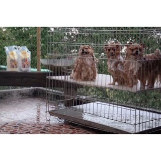แชมพูและครีมนวด Chiffon Pet Clean : สำหรับสัตว์เลี้ยงที่คุณรัก❤️