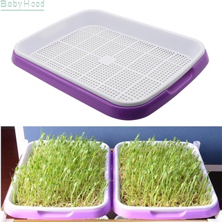 【Big Discounts】1X MICROGREENS  TRAY  HYDROPONIC / SPROUTING TRAY FOR SPROUTS 33CM X 26CM X 5CM#BBHOOD