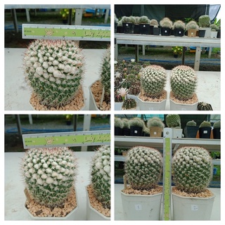 แมมโฉมสกาว Mammillaria Karwinskiana คาร์วินสเกียนา