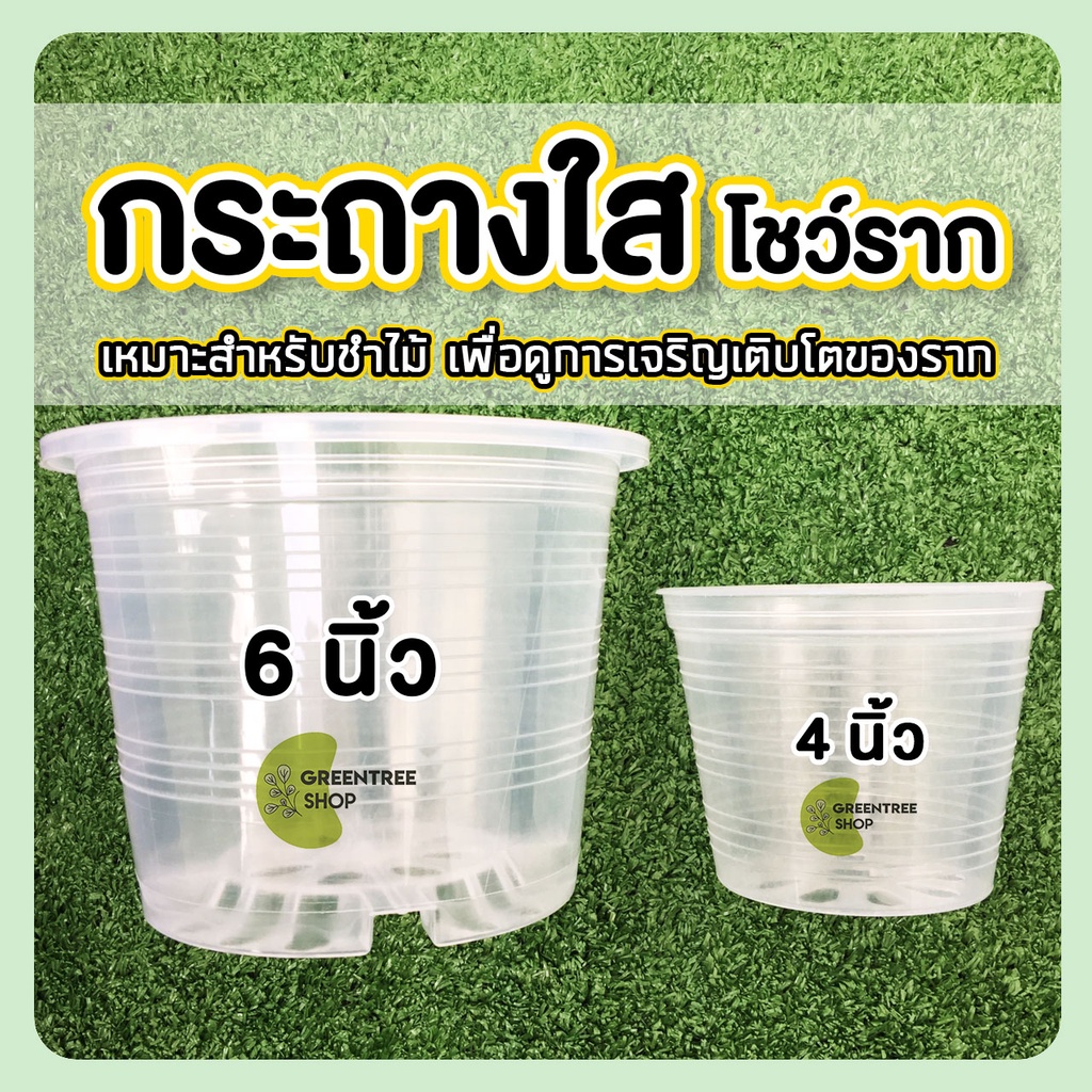 กระถางพลาสติกใส โชว์ราก ขนาด 6 นิ้ว 4 นิ้ว