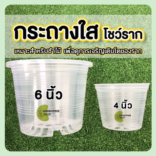 กระถางใส กระถางส่องราก กระถางโชว์ราก ขนาด 6 นิ้ว 4 นิ้ว กระถางต้นไม้ กระถางพลาสติก