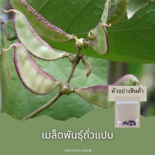 เมล็ดพันธุ์ถั่วแปบ 5 เมล็ด โปรดสั่งสินค้าภายในร้าน30บาทขึ้นไป