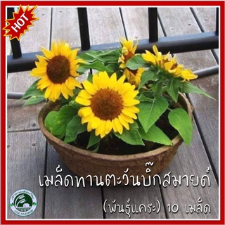 10 เมล็ด ทานตะวันบิ๊กสมายด์ Big Smile Sunflower (พันธุ์แคระ) เมล็ดทานตะวัน ทานตะวันแคระ เมล็ดทานตะวันแคระ เมล็ดพันธุ์ทาน