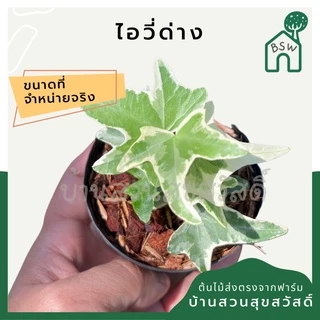 ไอวี่ด่าง กระถาง 3 นิ้ว