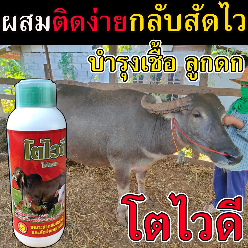 (เห็นผล100%) ยาควายไคโตชาน ยาควายเร่งผสมพัน 1 ลิตร วิตามินบำรุงระบบสืบพันธุ์วัว อาหารบํารุงวัวท้อง ย